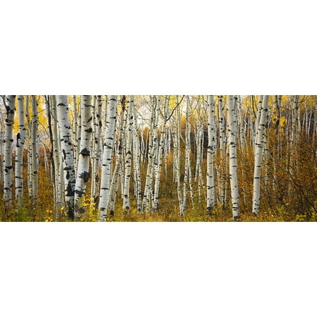 Colorado Steamboat Aspen Tree Trunks In Grove Yellow Autumn Leaves Stretched Canvas - Ron Dahlquist  Design Pics (22 x