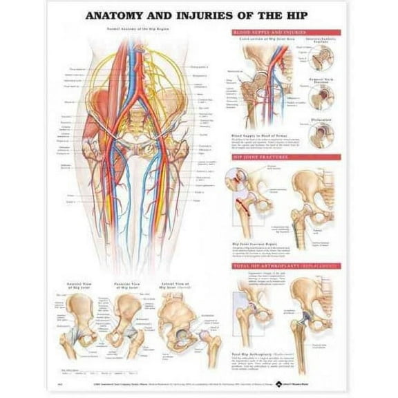 Anatomy & Injuries of the Hip Anatomical Chart
