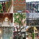 thumbnail image 2 of Nvzi Paquete de 5 flores de vid de rosas falsas de 37,5 pies, flores artificiales colgantes, hiedra rosa para el hogar, artesanía, decoración artística, color blanco, 2 of 2