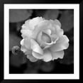 thumbnail image 2 of Art.com Sweet Rose II Photo by Nicole Katano, Black Frame Wall Art, 38" x 38", 2 of 5