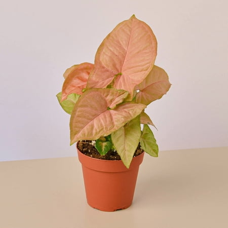 House Plant Shop 4" Pinkish-Red Strawberry Live Plants in 4" Pot, Easy Care