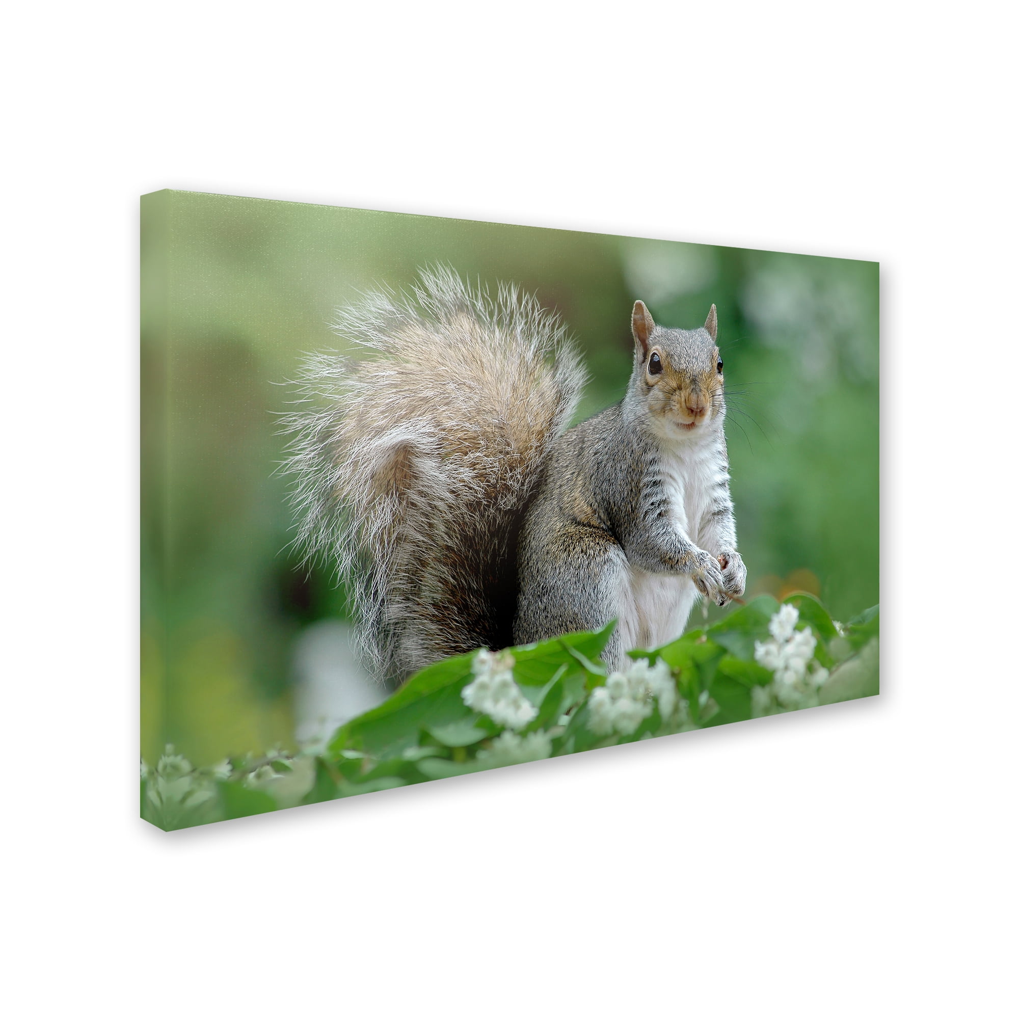 Trademark Fine Art 'Eastern Grey Squirrel' Canvas Art by Jacky Parker