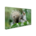 thumbnail image 2 of Trademark Fine Art 'Eastern Grey Squirrel' Canvas Art by Jacky Parker, 2 of 3