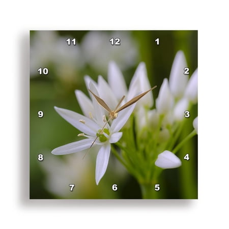 3dRose, Wild garlic, Germany, 15x15 Wall Clock