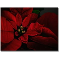 Trademark Fine Art "Poinsettia" Canvas Wall Art by Lois Bryan