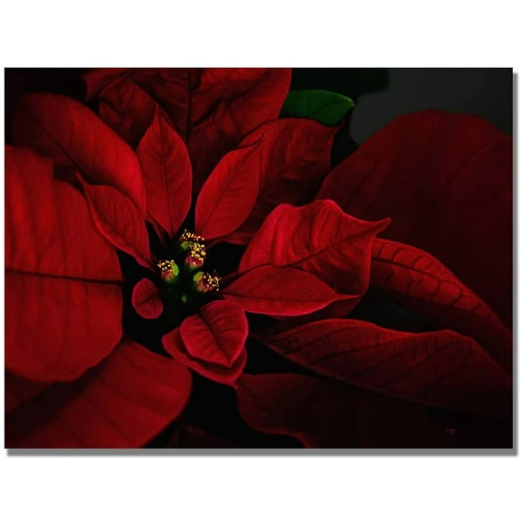 Trademark Fine Art "Poinsettia" Canvas Wall Art by Lois Bryan