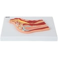 thumbnail image 5 of Axis Scientific Shoulder Joint Section Anatomy Model, 5 of 9