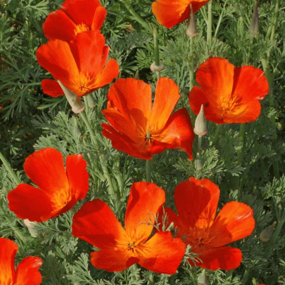 Everwilde Farms 1 Lb Mikado California Poppy Garden