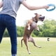 thumbnail image 4 of Juguete para perros Chuckit! Rueda Fetch Rueda Robusta para perros medianos, 4 of 6