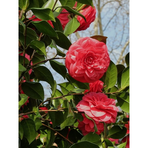 3 Kramer's Supreme Camellia in 4 inch pots