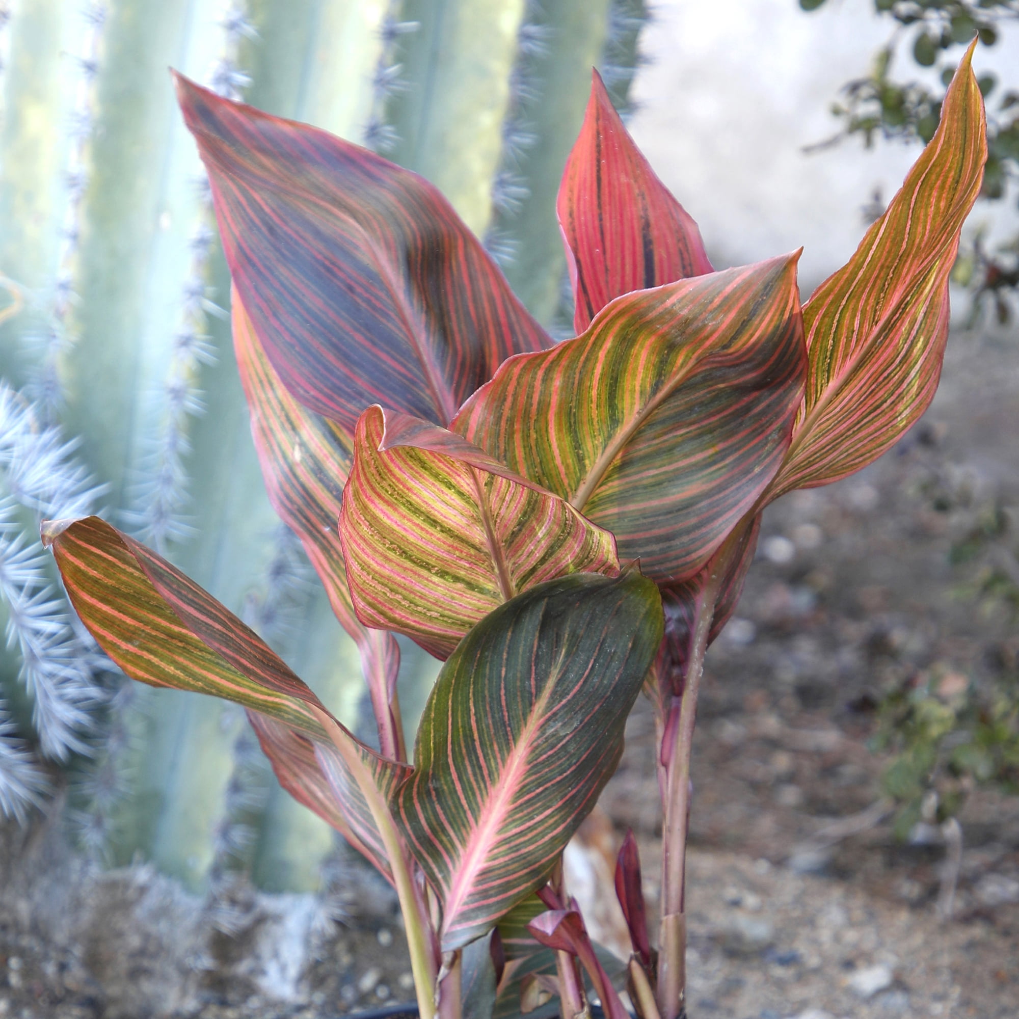 Altman Plants Red Tropicanna Canna Lily | Garden Perennial, Outdoor Plant | 4qt. Grow Pot; Full Sun