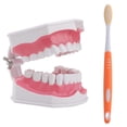 thumbnail image 1 of EeaseMX 1 juego de material didáctico de odontología educativa para niños, modelo de dientes médicos, 1 of 7