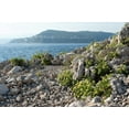 thumbnail image 4 of 40 SEA FENNEL Rock Samphire Crithmum Maritimum Fragrant Herb Edible Vegetable Yellow Flower Seeds, 4 of 10
