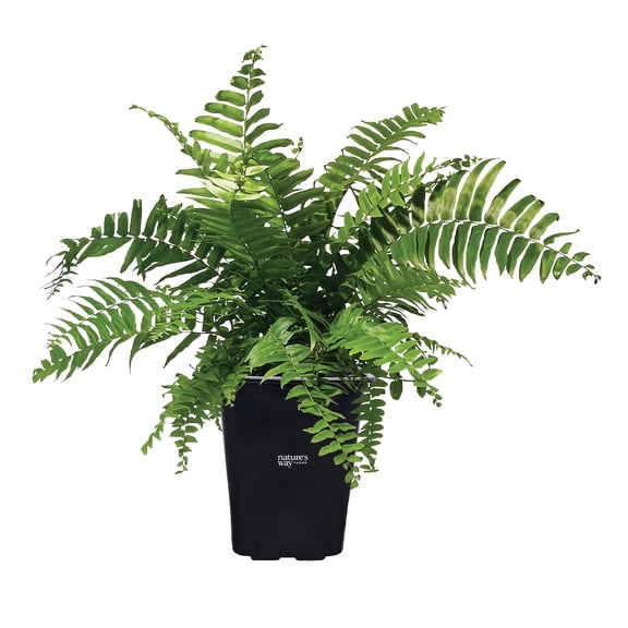 Nature's Way Farms Fern Macho Live Plant (18-24 in. Tall) in Grower Pot