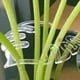 thumbnail image 2 of 4 Soportes de Plástico para Tallos de Plantas, Soportes para Tallos de Flores, Soportes de Retención de Plantas Reutilizables, A+B, 2 of 6