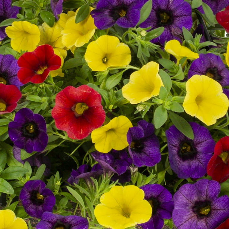 Better Homes & Gardens 3QT Multicolor Calibrachoa Hawaiian Hilo