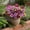 Purple, variant on Artificial Outdoor Chrysanthemum Flowers 28-Head Zou Orchid Stems | Lifelike Plastic Floral Arrangement, Multiple Colors, 12.6in, Low Maintenance, Home Garden Decor