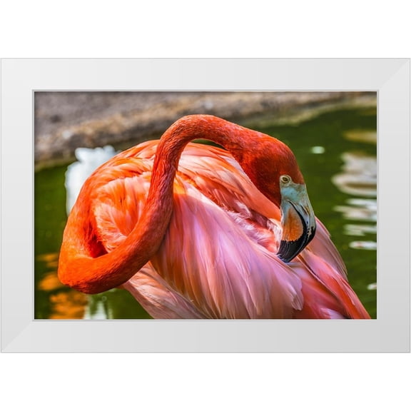 Perry, William 14x11 White Modern Wood Framed Museum Art Print Titled - Colorful American Caribbean Flamingo-Florida