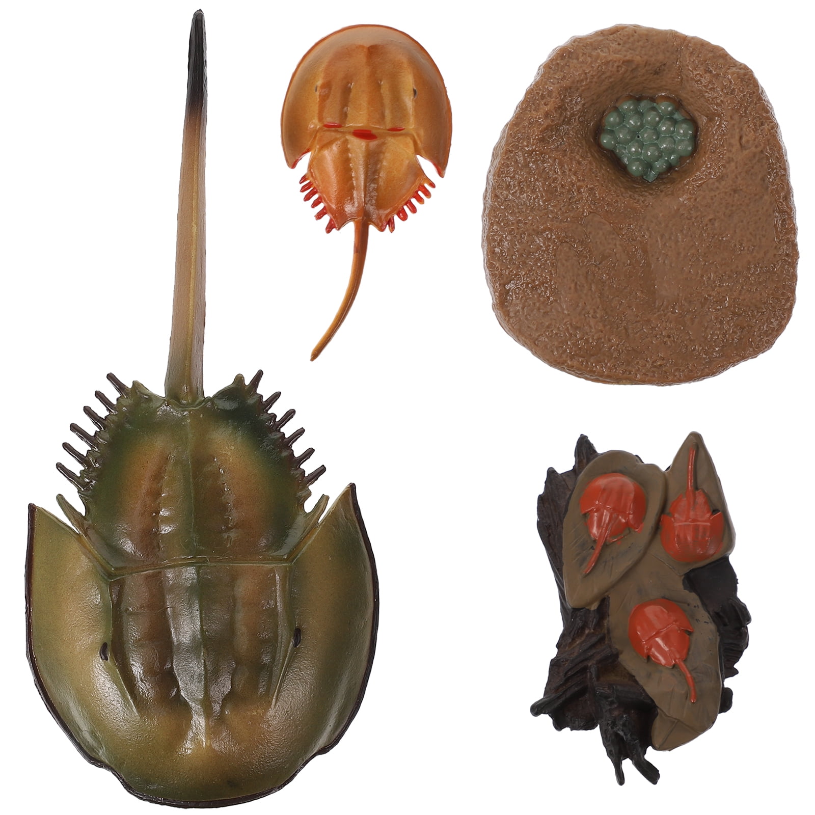 1 Set of Horseshoe Crab Growth Cycle Model Funny Horseshoe Crab Life