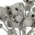 thumbnail image 4 of Vickerman Natural Botanicals 11" x 4" Bellgum Branch, 5-7 Bells, Ivory Frosted, 10 stems per unit, 4 of 7