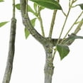 thumbnail image 5 of SAFAVIEH Faux Pieris Japonica 60" Potted Plant, Green, 5 of 7