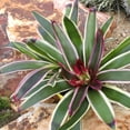 Altman Plants Neoregelia Rafael Bromeliad Houseplant & Perennial