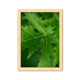 thumbnail image 1 of Planta de hojas frescas de foto naturaleza Cuadro de madera decorativa marco de casa A4, 1 of 3