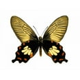 thumbnail image 3 of Bosco, Julia 14x12 Black Modern Framed Museum Art Print Titled - Butterfly with Orange, 3 of 5