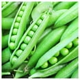 thumbnail image 2 of Everwilde Farms - 1 lb Little Marvel Garden Pea Seeds - Gold Vault Bulk Seed Packet, 2 of 3