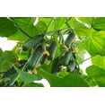 thumbnail image 4 of GL s Cucumber Bush Early Heirloom Non GMO, 4 of 5