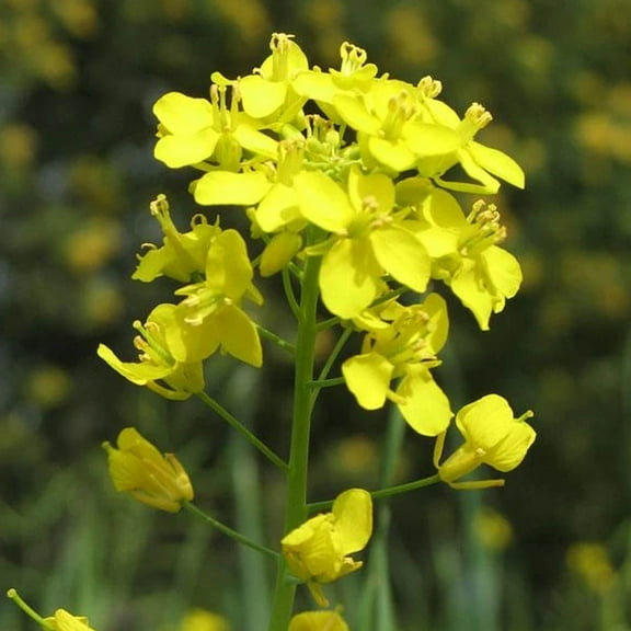 Pacific Gold Mustard - 1 OZ ~11,000 Seeds - Non-GMO, Open Pollinated - Farm & Garden Cover Crop Seeds - Glucosinolate Rich Nematode & Weed Control