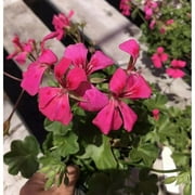 Live Rooted- Zonal Geranium Designer Hot Pink Perennial Easy Low Water & Maint, for Planting and Gardening