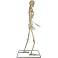 thumbnail image 4 of Poseable Skeleton with Lighted Red Eyes 10ft, 4 of 5