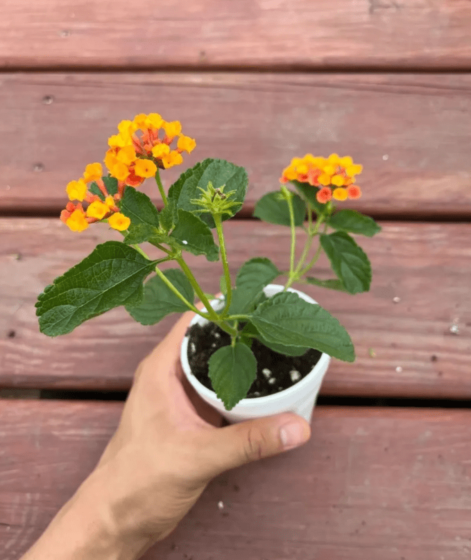 Rose Lantana Plant Live for Planting Outdoors, 5 to 7 Inch Tall, Fragrant Lantana Live Plants for Planting Outdoors, Butterfly Lantana Perennial Flowers Lantana Trees, No Pot