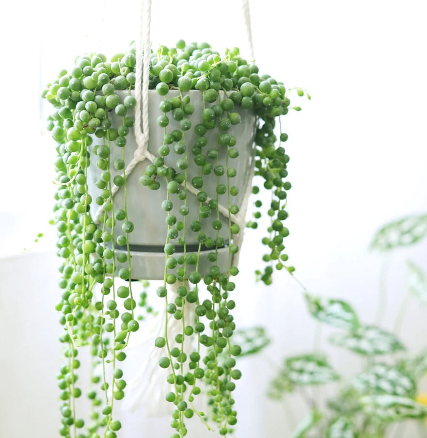 String of Pearls Live Plant in 4" Pot - Trailing Succulent - String Plant - Senecio Rowleyanus - Ornamental Indoor Outdoor Houseplant