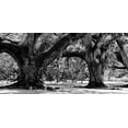 thumbnail image 2 of Maihara, Jeff 18x11 White Modern Wood Framed Museum Art Print Titled - Majestic Oaks II, 2 of 4