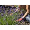 thumbnail image 3 of Gardenera Labs Premium Lavender Potting Mix - Nourish Your Lavender Plants for Beautiful Blooms - 1 Quart, 3 of 4