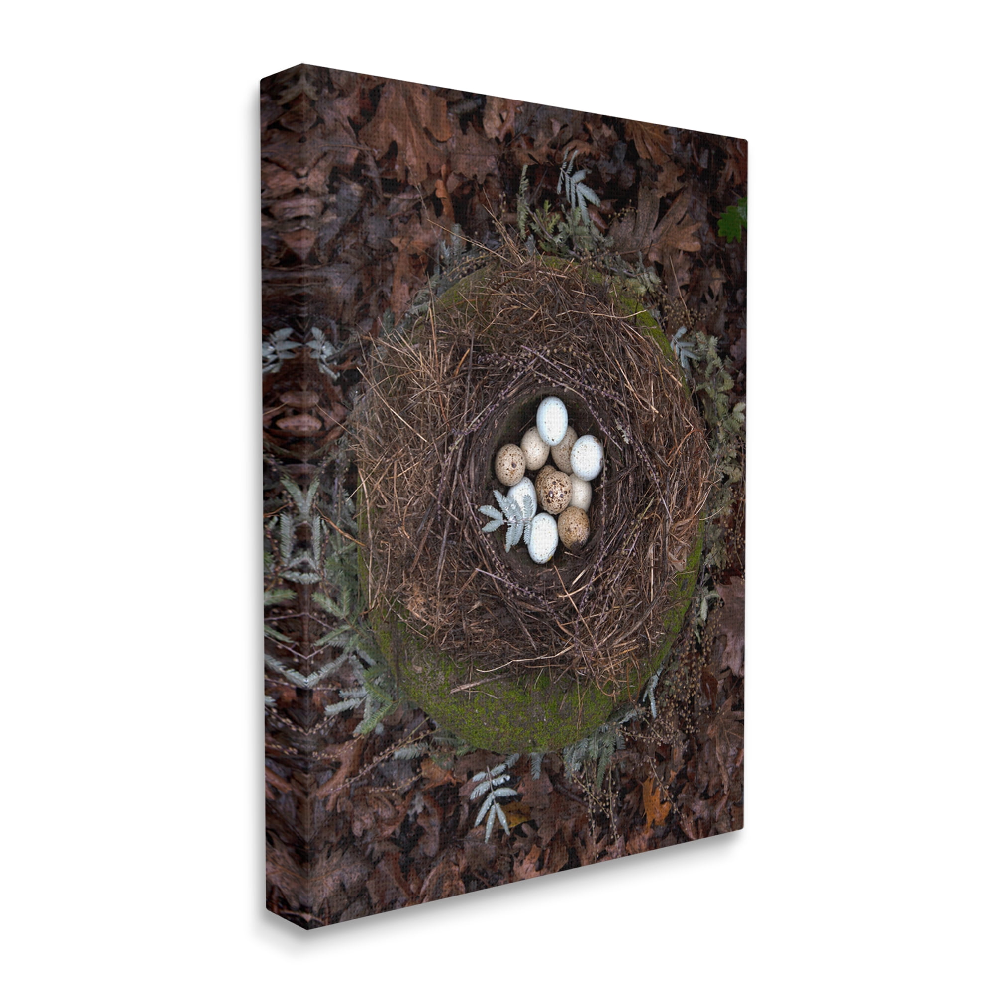 Stupell Industries Bird Nest Wildlife Forest Nature Speckled Eggs Photograph Gallery Wrapped Canvas Print Wall Art, Design by Tania Soderman
