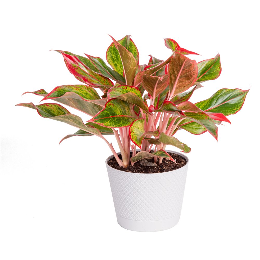 Better Homes & Gardens Live Indoor 12in. Tall Multicolor Foliage Plant