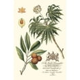 thumbnail image 2 of Vision Studio 13x18 White Modern Wood Framed Museum Art Print Titled - Imperial Foliage II, 2 of 4