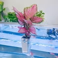 thumbnail image 4 of Sunjoy Tech 2Pcs Aquatic Plant Stands,Hydroponic Plants Baskets,Aquarium Flowerpot Plastic Hanger Fish Tank Decorations, 4 of 9