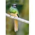 thumbnail image 2 of Williams, Joanne 11x14 Black Ornate Wood Framed with Double Matting Museum Art Print Titled - Ecuador, Napo Reserve Rufous-tailed jacamar, 2 of 4