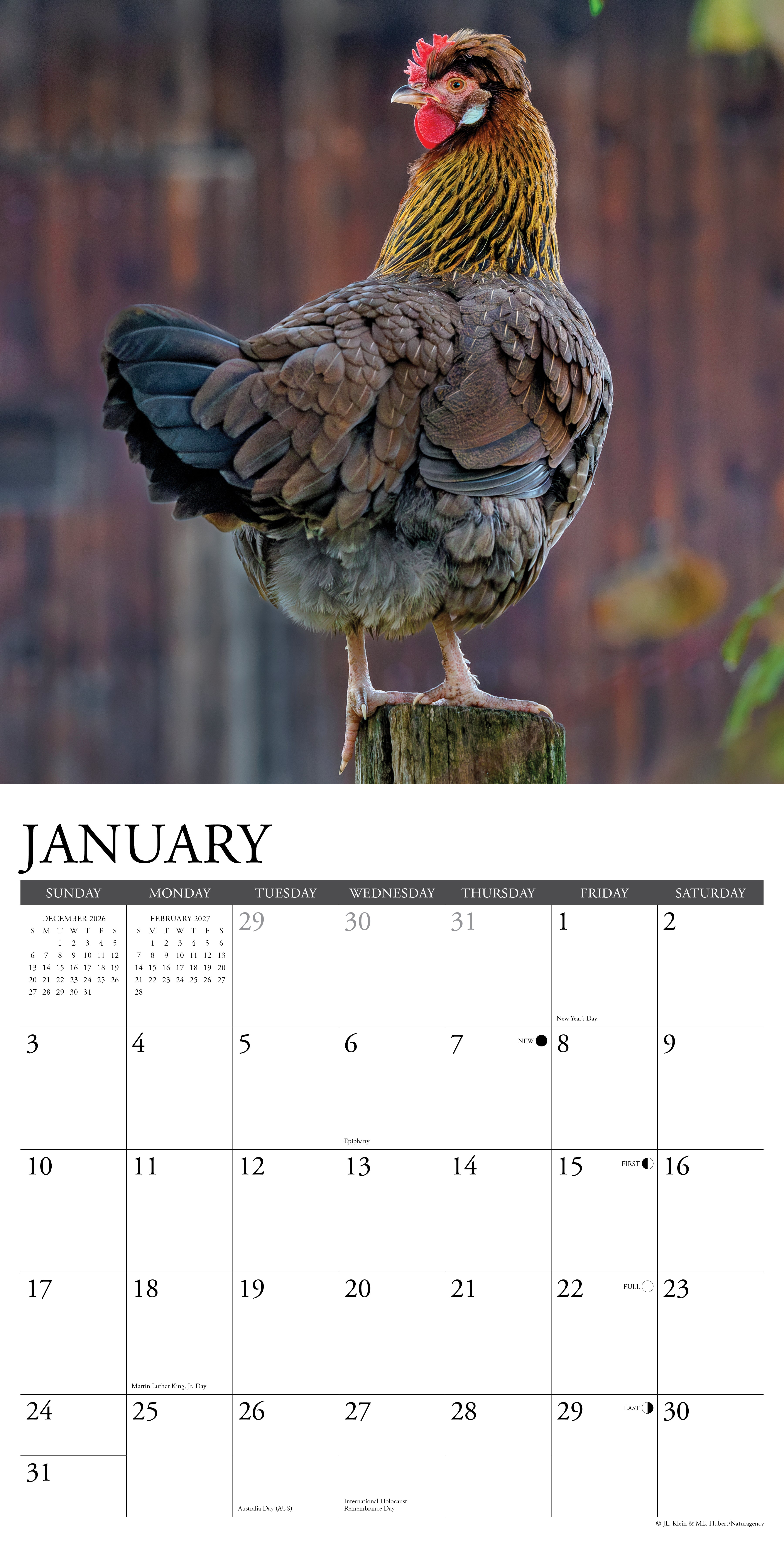 Willow Creek Press, Just Us Chickens 2027 Wall Calendar