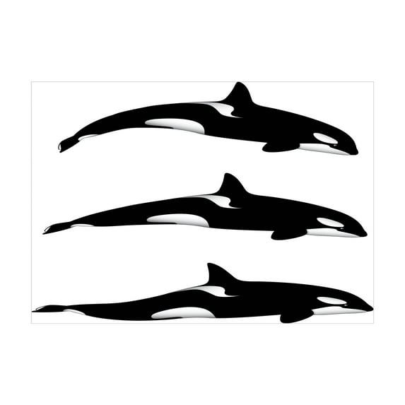 Ambesonne Sea Animals Jigsaw Puzzle, Orca Killer Whales, Heirloom-Quality Fun Activity for Family Durable Cardboard, 1000 pcs, Black and White