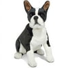 BOSTON TERRIER