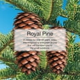 thumbnail image 3 of Little Trees Air Freshener Royal Pine Fragrance 6-Pack, 3 of 7