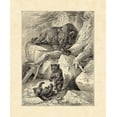 thumbnail image 2 of Specht, Friedrich 12x14 White Modern Wood Framed Museum Art Print Titled - Vintage Common Brown Bear, 2 of 4