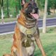 thumbnail image 4 of Escape Proof Dog Harness for Heavy Breeds, Adjustable Training Harness for Hiking and Daily Use, Durable Material, 4 of 5