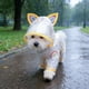 thumbnail image 4 of Impermeable para perros: abrigo impermeable con capucha de cobertura total • diseño de cuatro patas • tiras de seguridad reflectantes • chaqueta ligera y transpirable para mascotas, 4 of 6