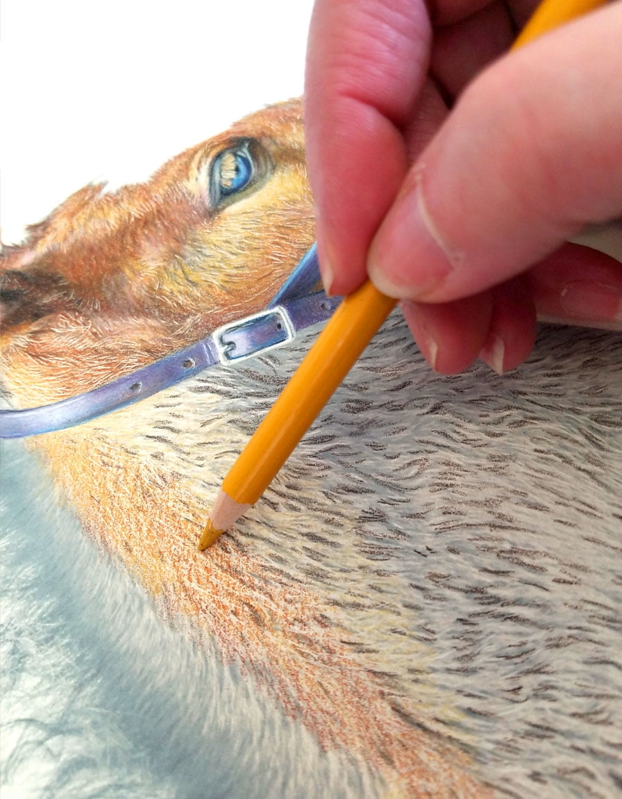Grizaye Drawing Kit: Charming Colt